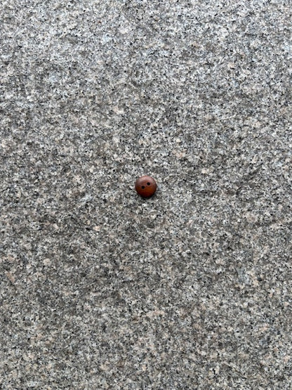 Knapper - Træ mørk - 13 mm